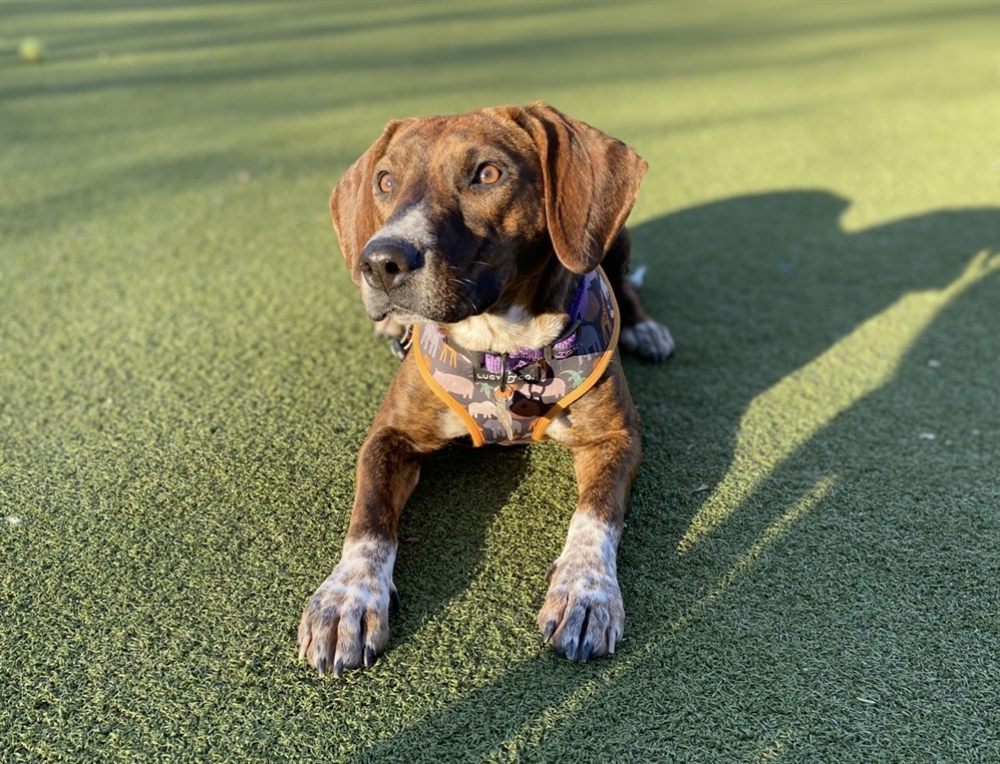 My dog Mocha